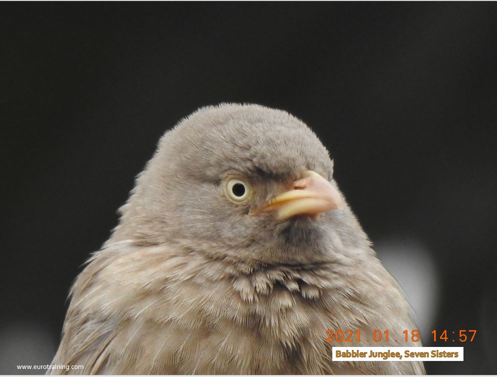 Babbler