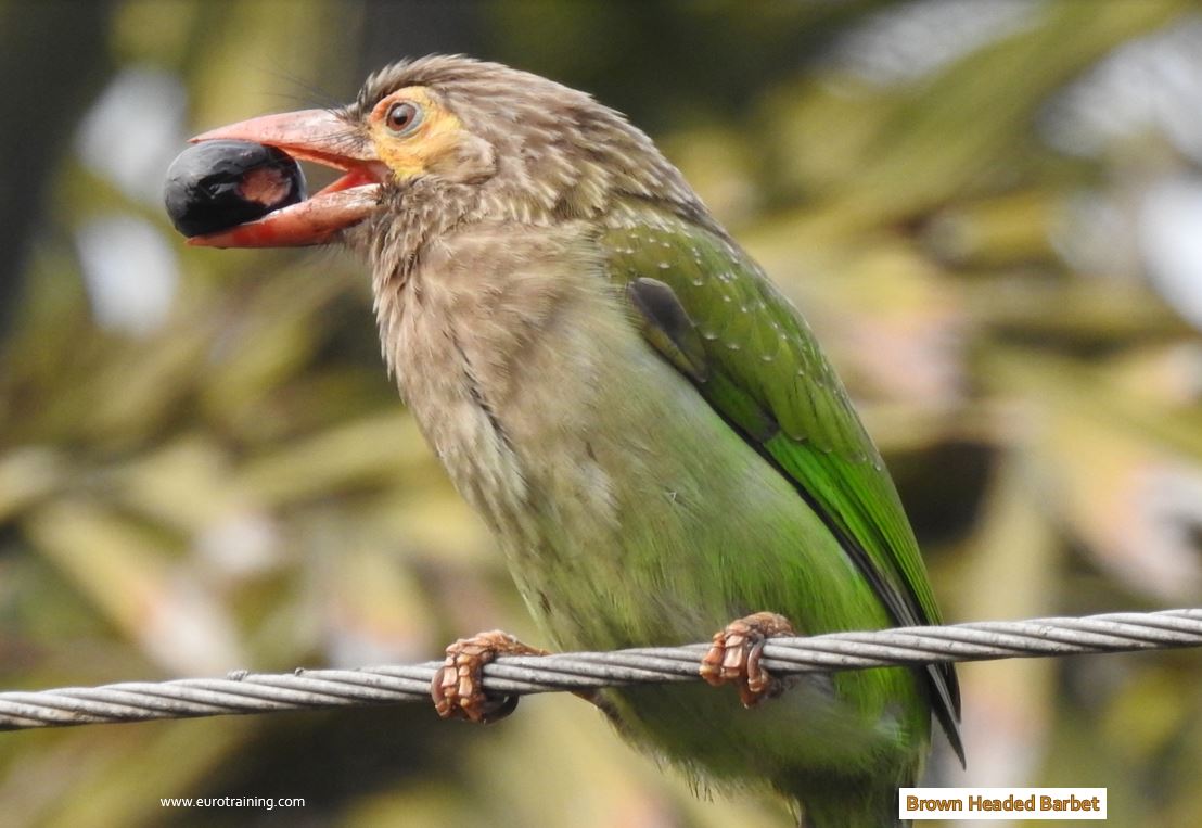 Barbet