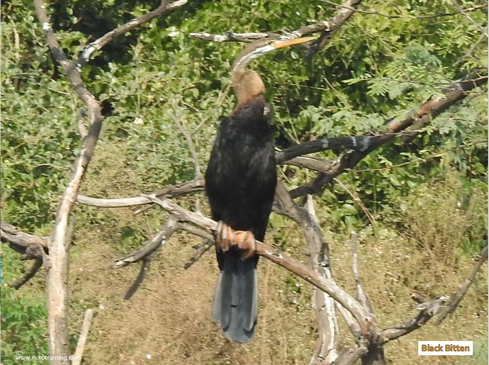 Bird from Bharatpur