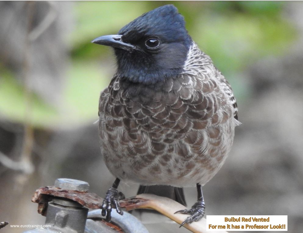 Bulbul Red Vented