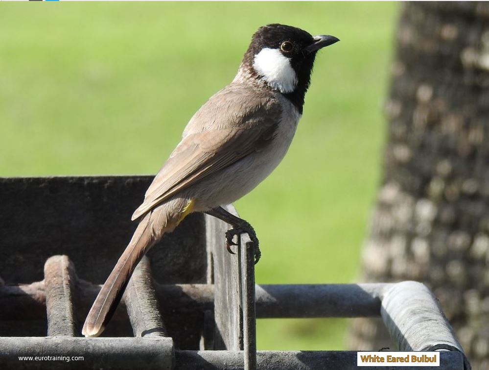 bulbul-white-eared