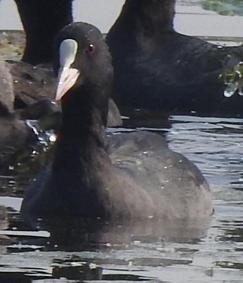 Coot-Common - Sorry Photo Still Processing
