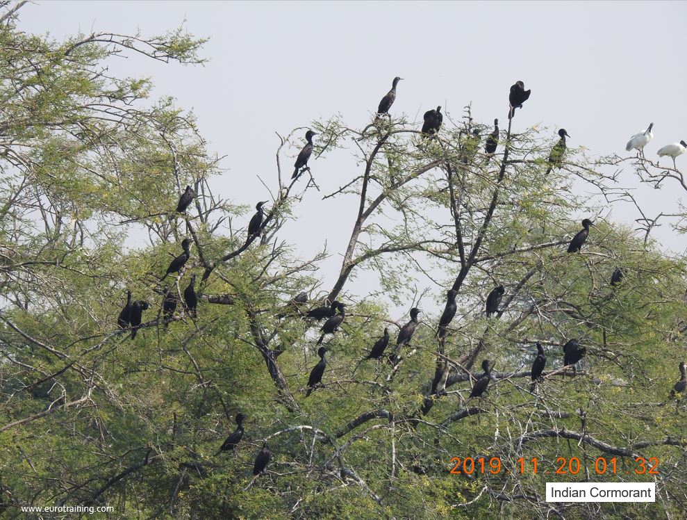 Indian Cormorant
