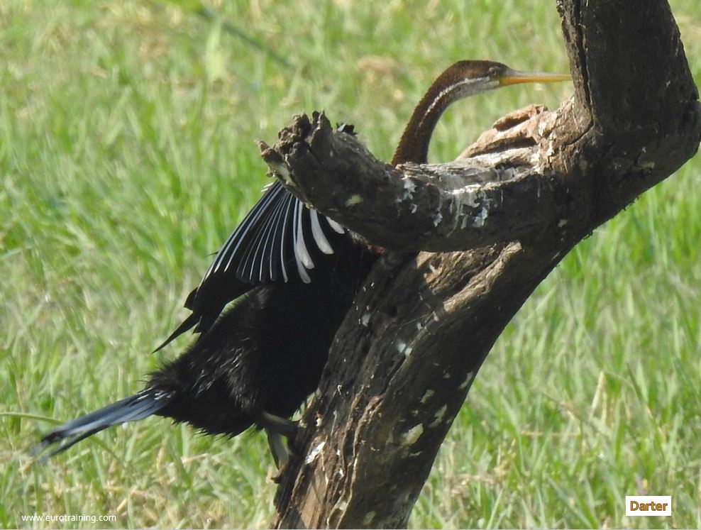 Darter
