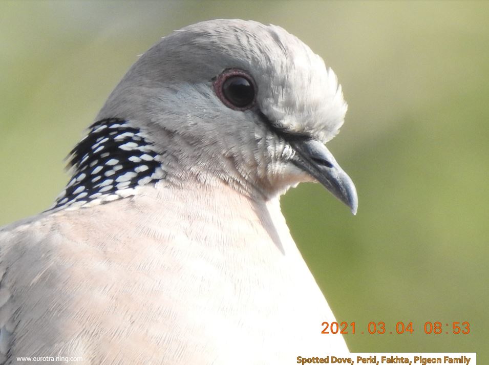 Dove Spotted