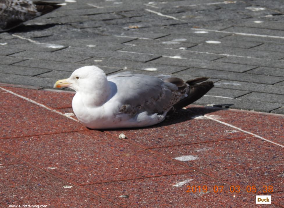 Duck