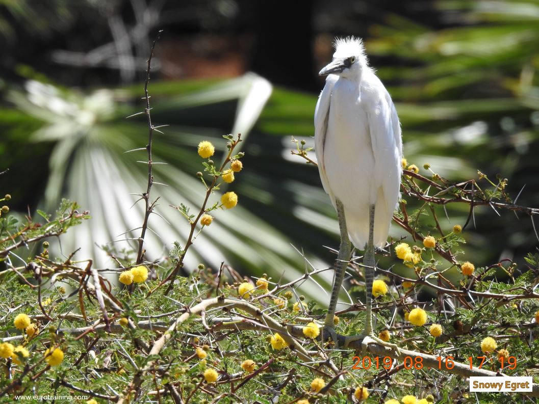 Snowy Egret