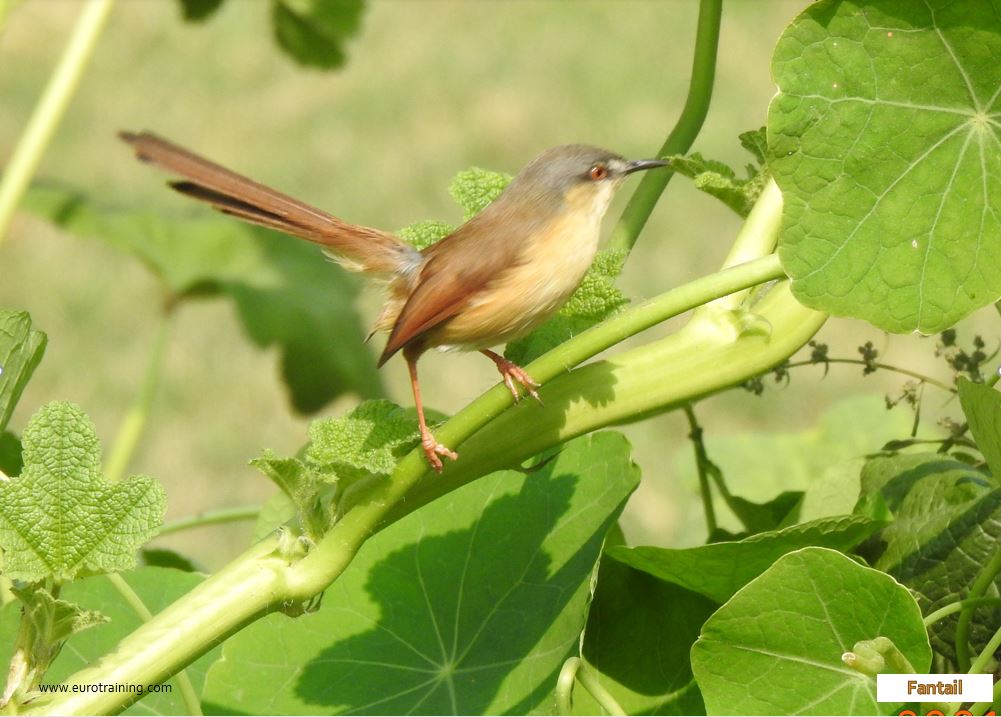 Fantail