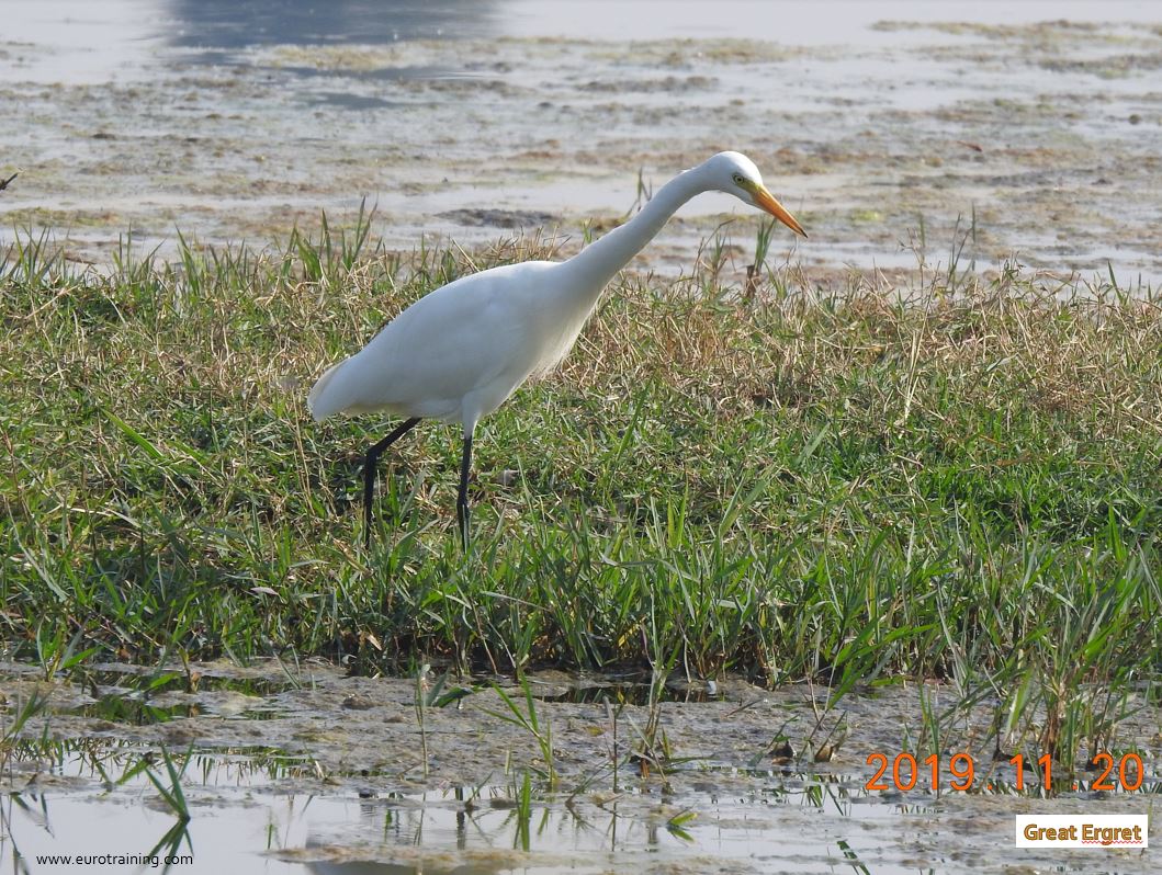 Great-Egret