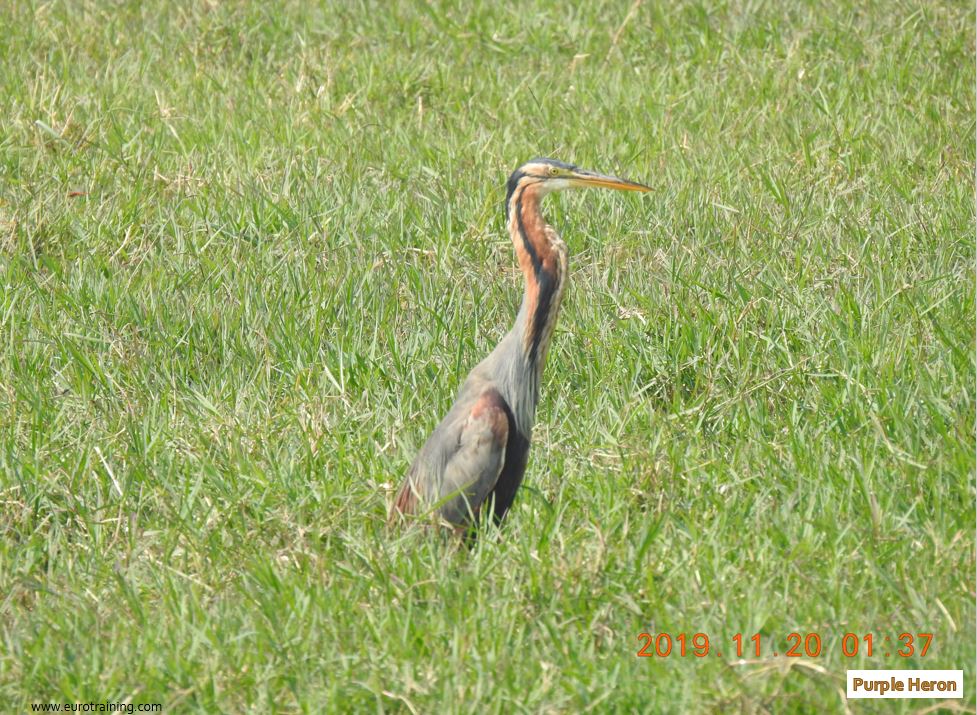 Bird from Bharatpur