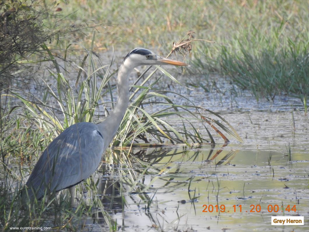 Heron family