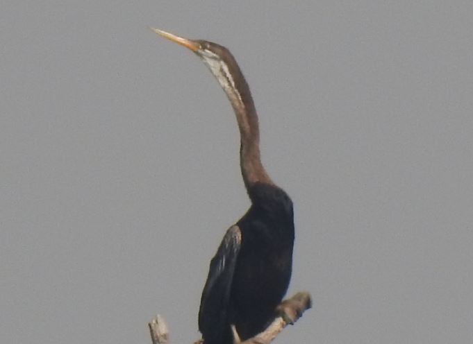 Heron Grey - Sorry Photo Still Processing