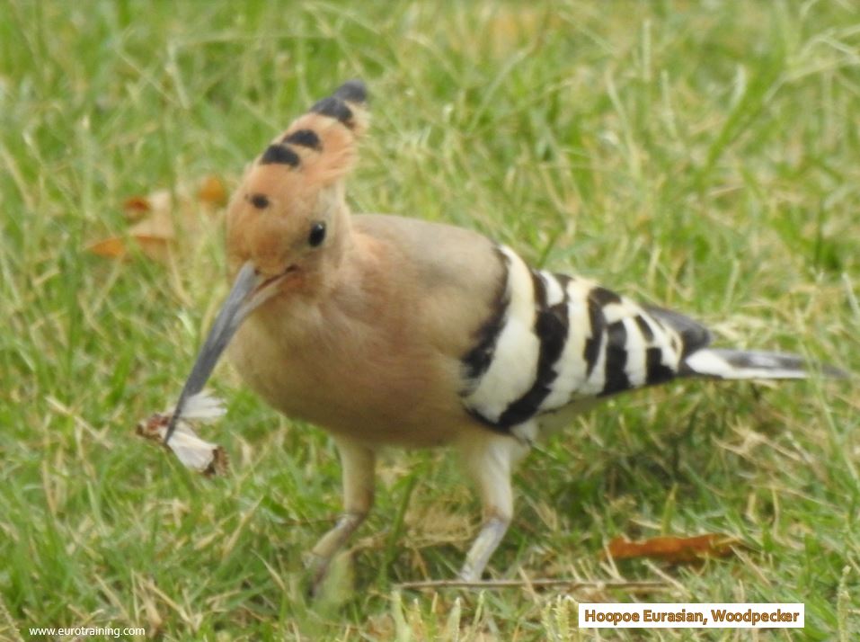 Hoopoe Eurasian