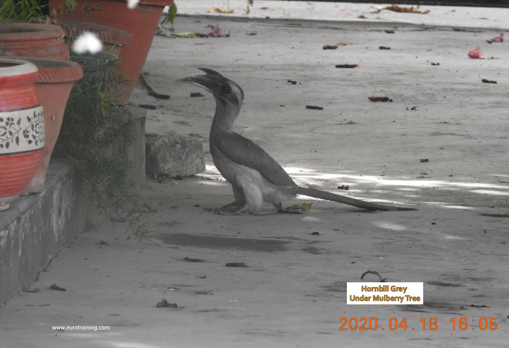 HornBill GreyBulbul