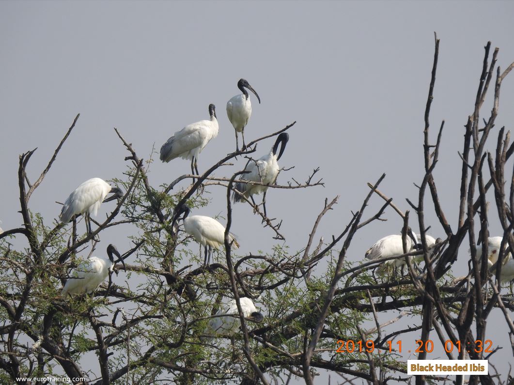 Black Headed Ibis