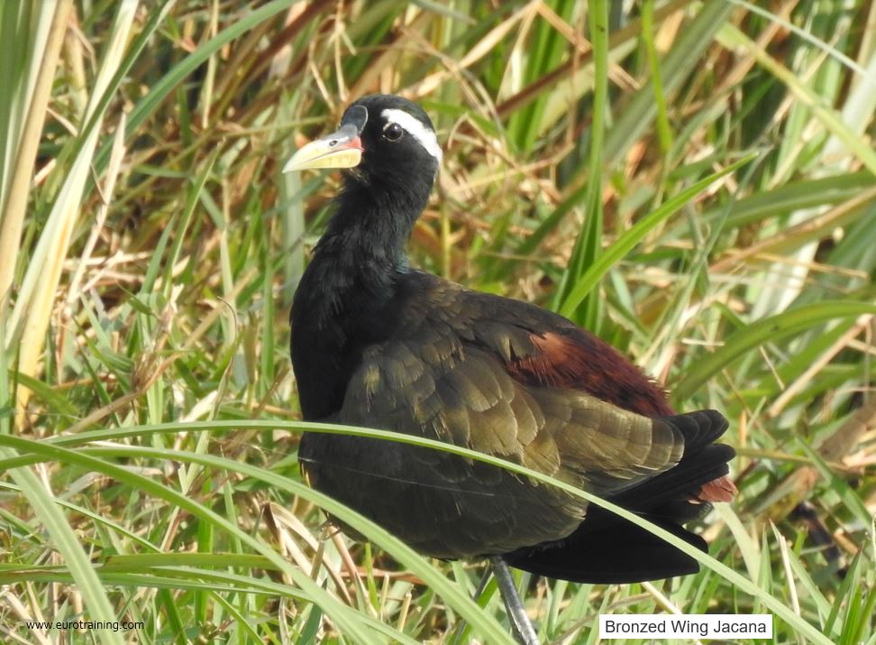 Bronzed Wing Jacana