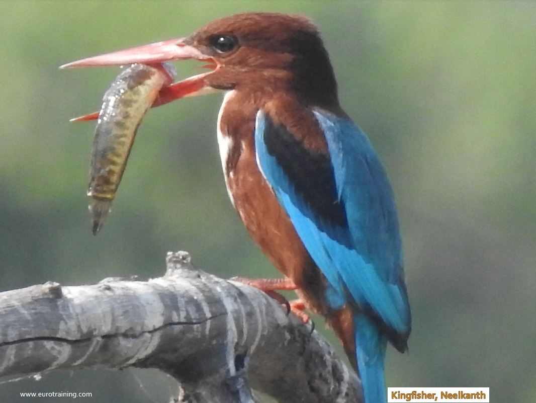 Kingfisher