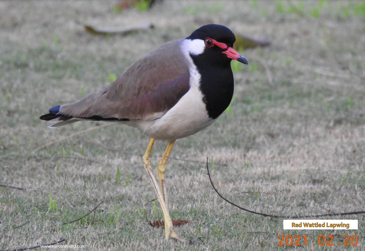 Red-Wattled-Lapwing 