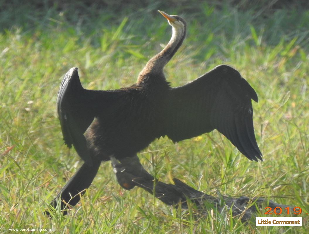 Little Cormorant