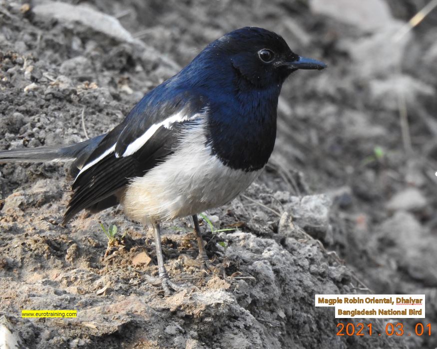Magpie-Robin
