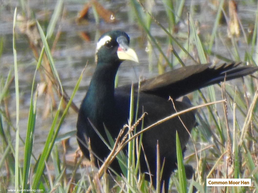 Common Moor Hen