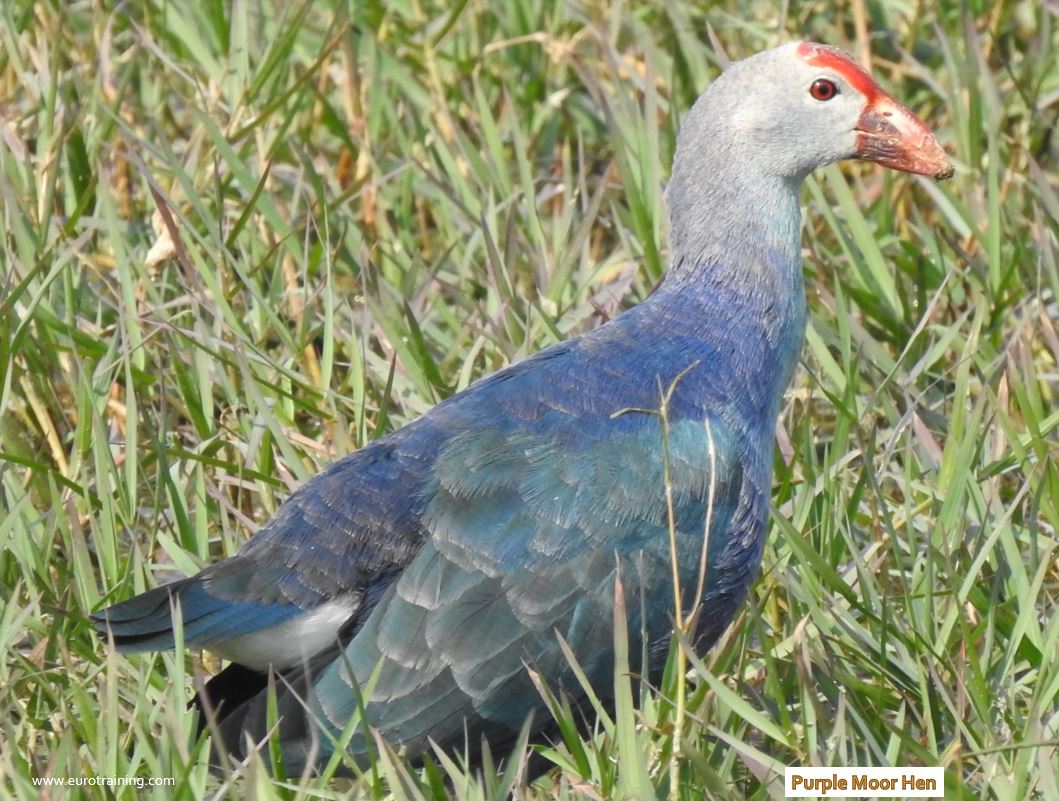 Purple Moor Hen / Purple swamp hens