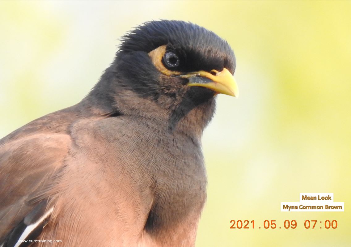Myna