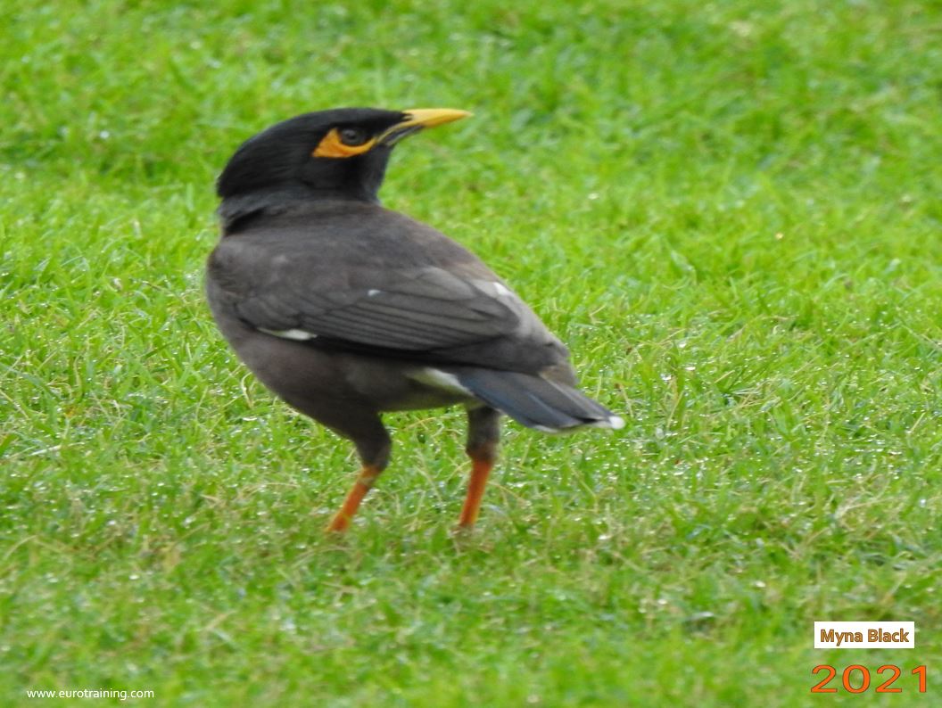 Myna Dubai