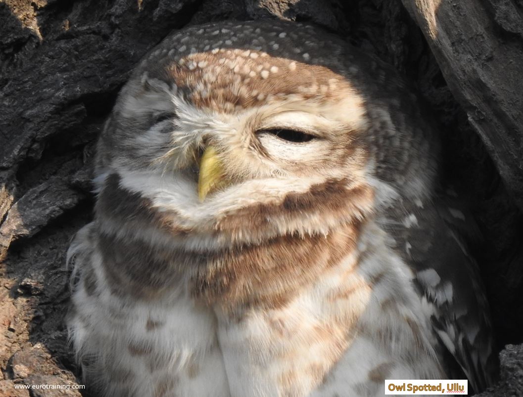 Owl Spotted