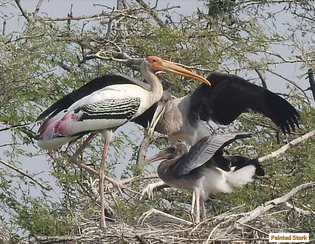 Heron family