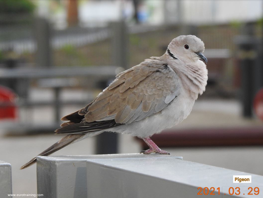 Pigeon