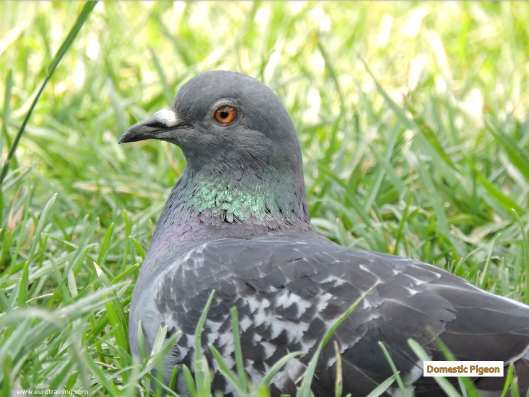 Pigeon