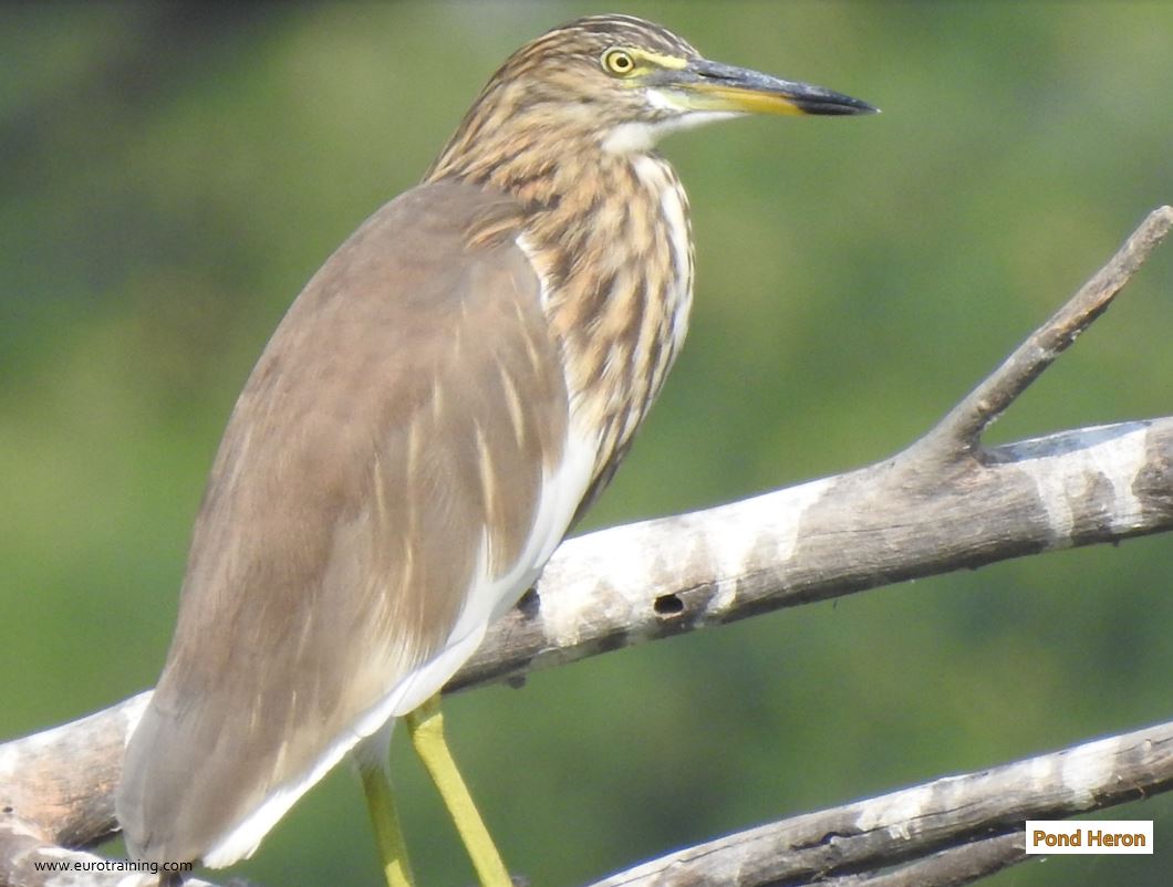 Pond Heron Bird