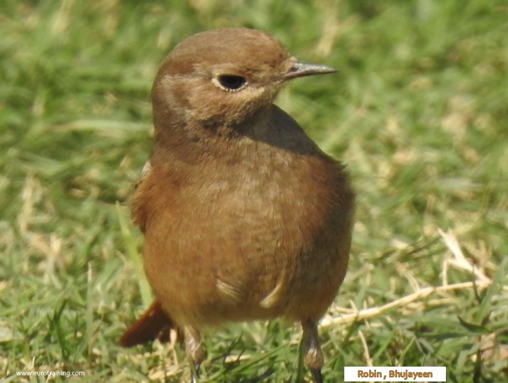 Robin