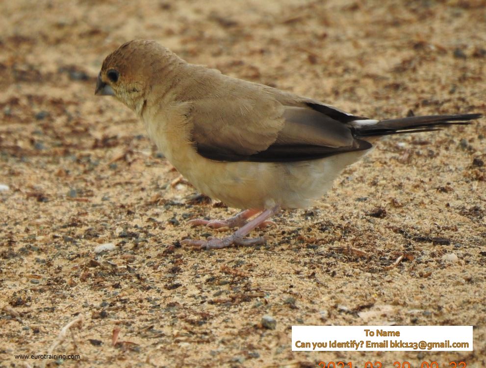 Bird from Dubai