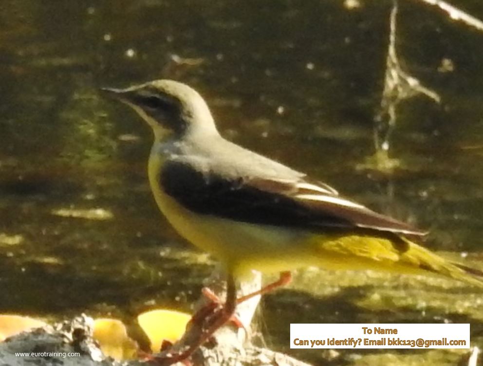 Bird from Bharatpur
