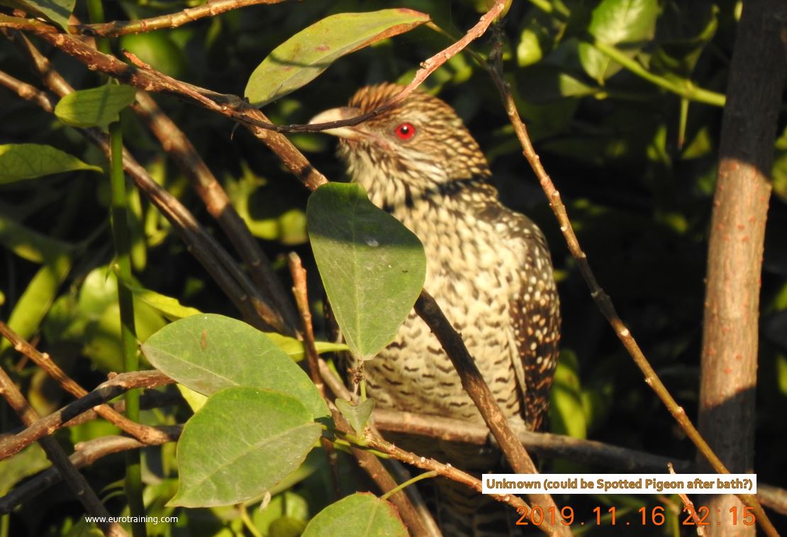Bird