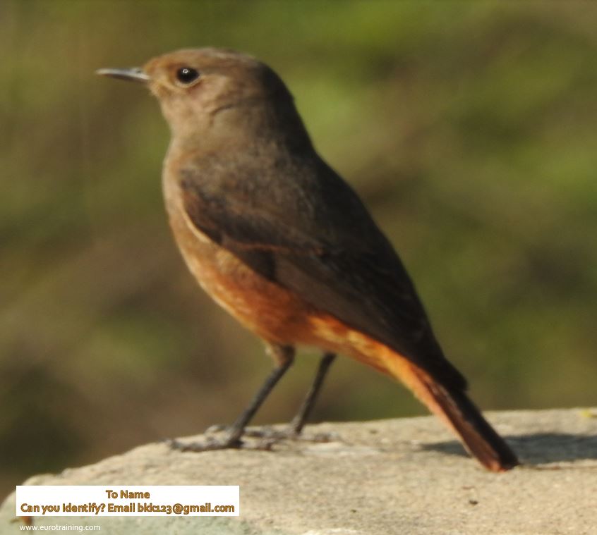 Bird from Bharatpur
