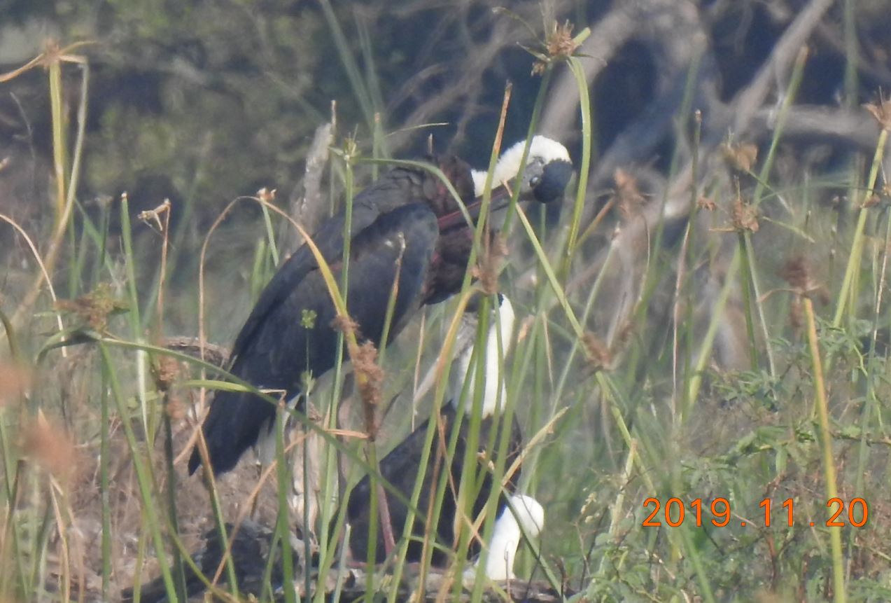 Woolly Necked Stork