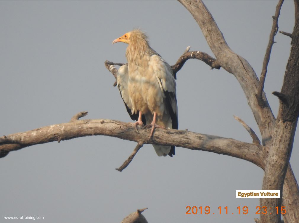Egyptian Vulture