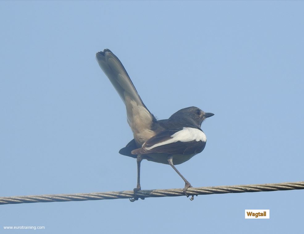 Wagtail